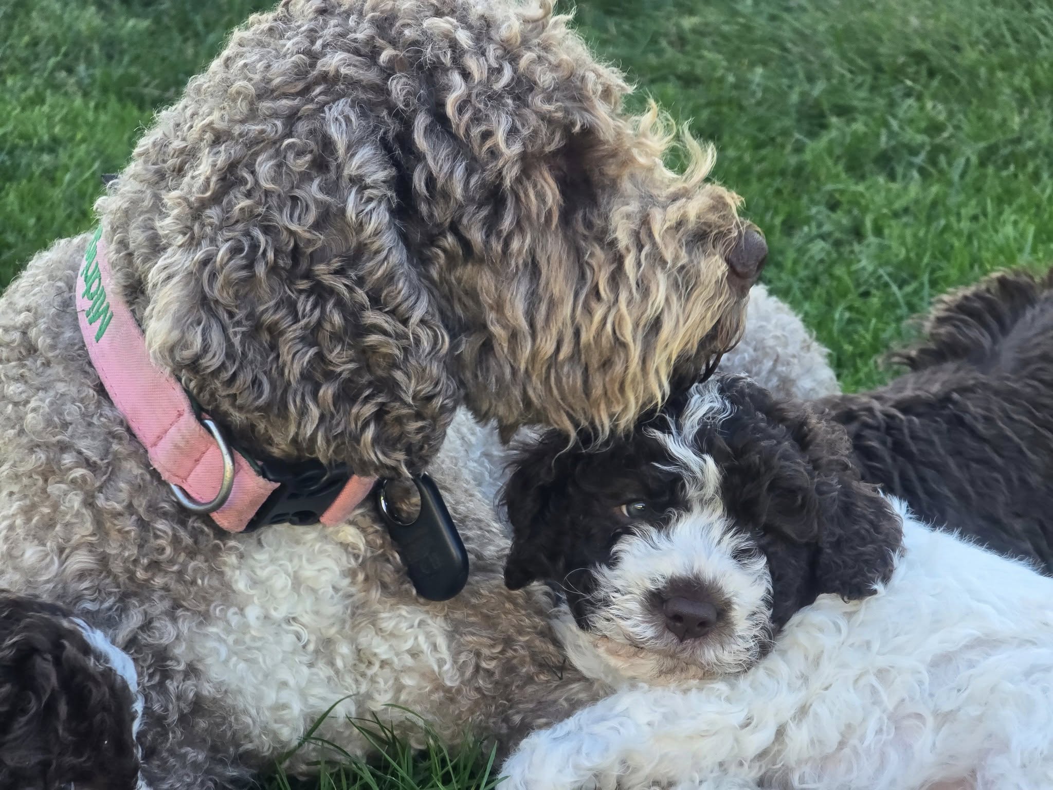 Lagotto Romagnolo 3