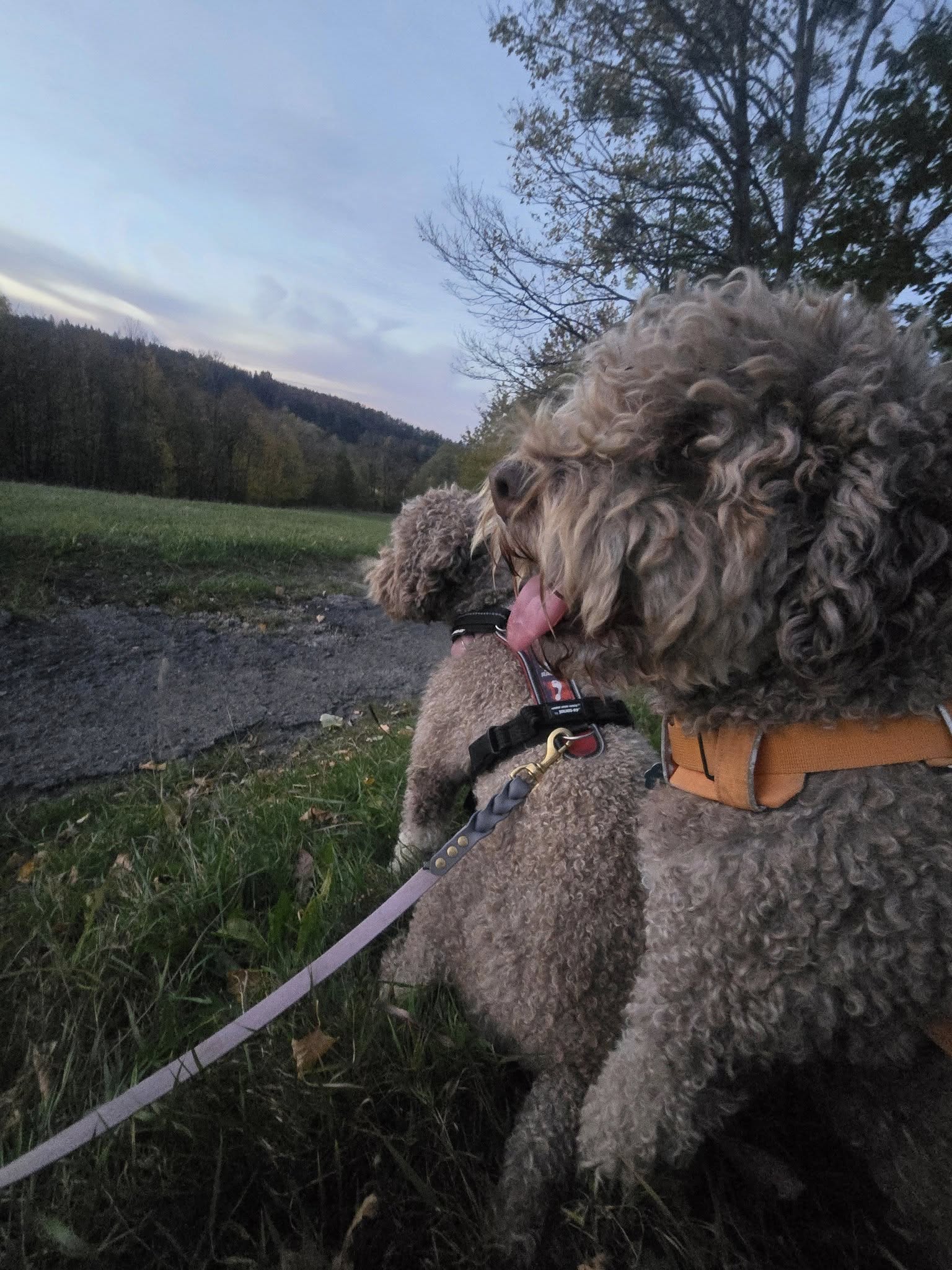 Lagotto Romagnolo 4