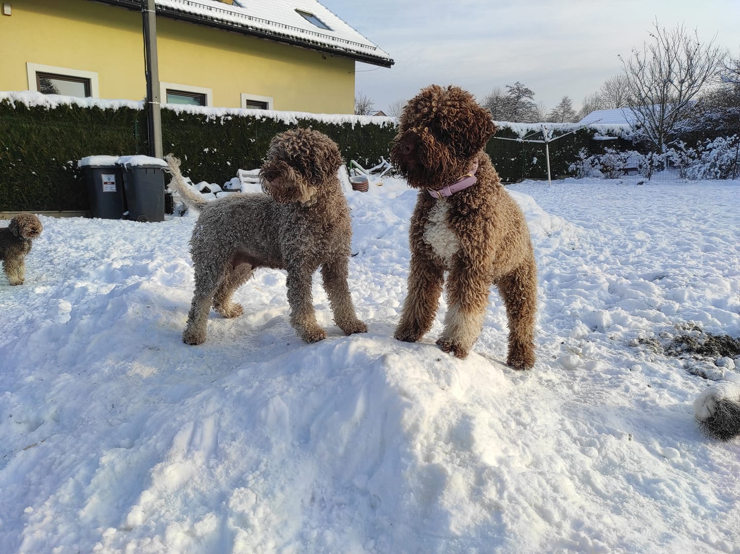 Lagotto Romagnolo 5