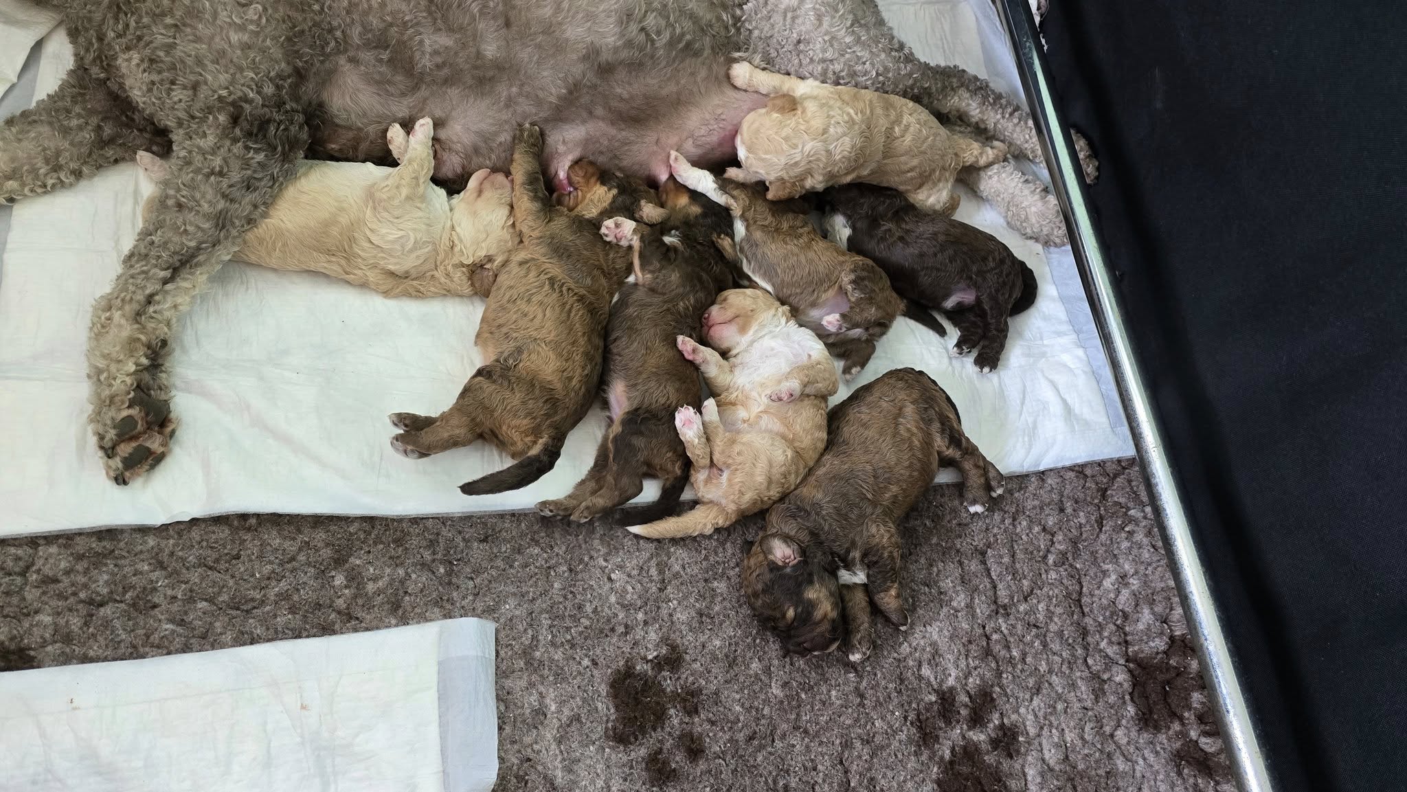 Lagotto Romagnolo 11