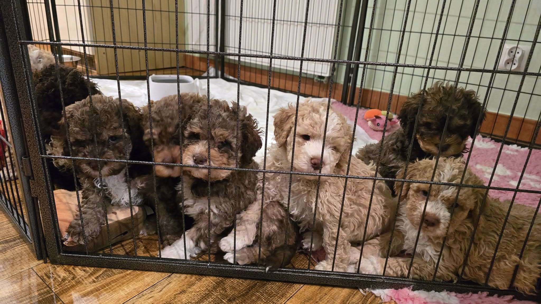 Lagotto Romagnolo 12