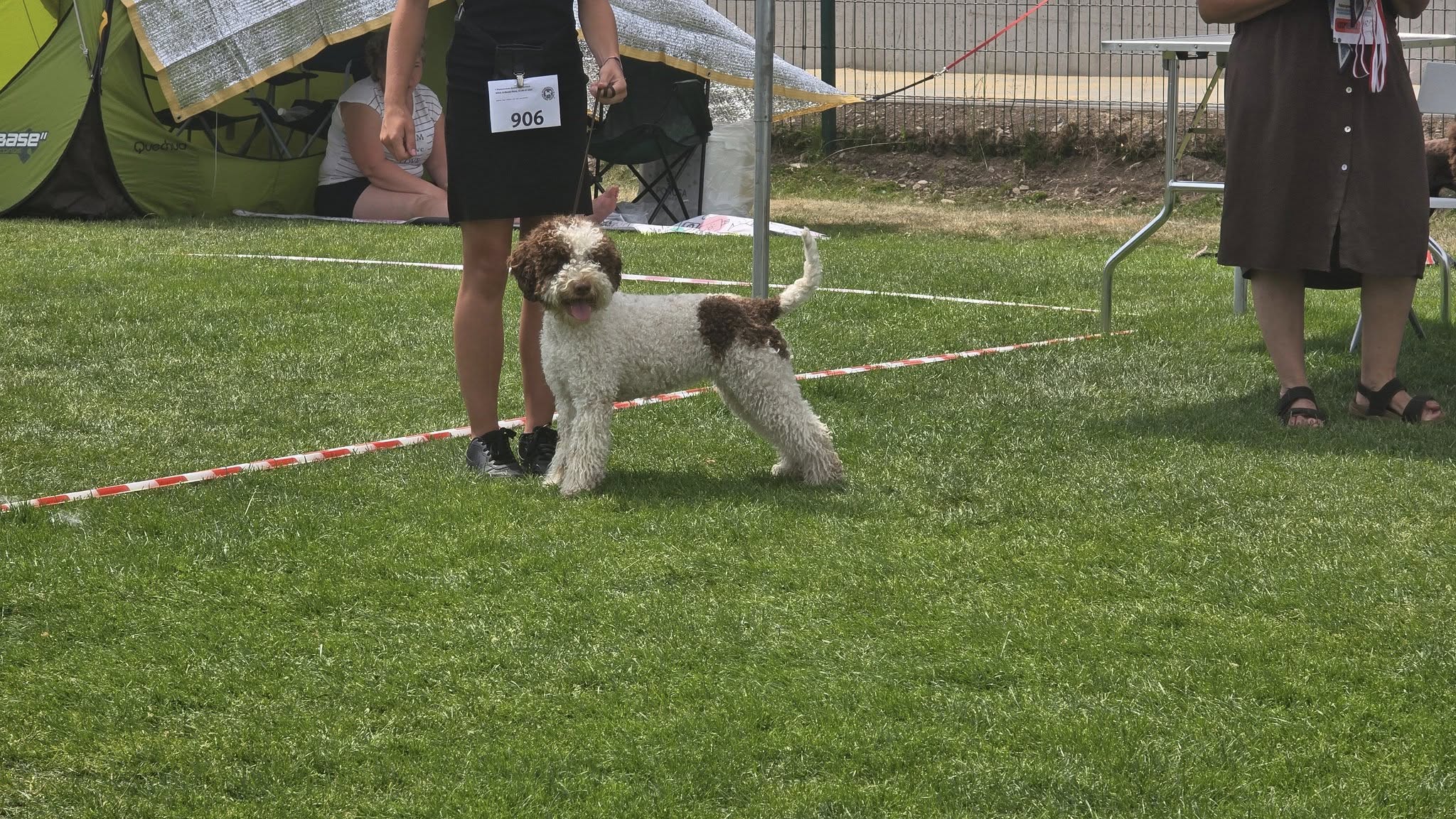Lagotto Romagnolo 13