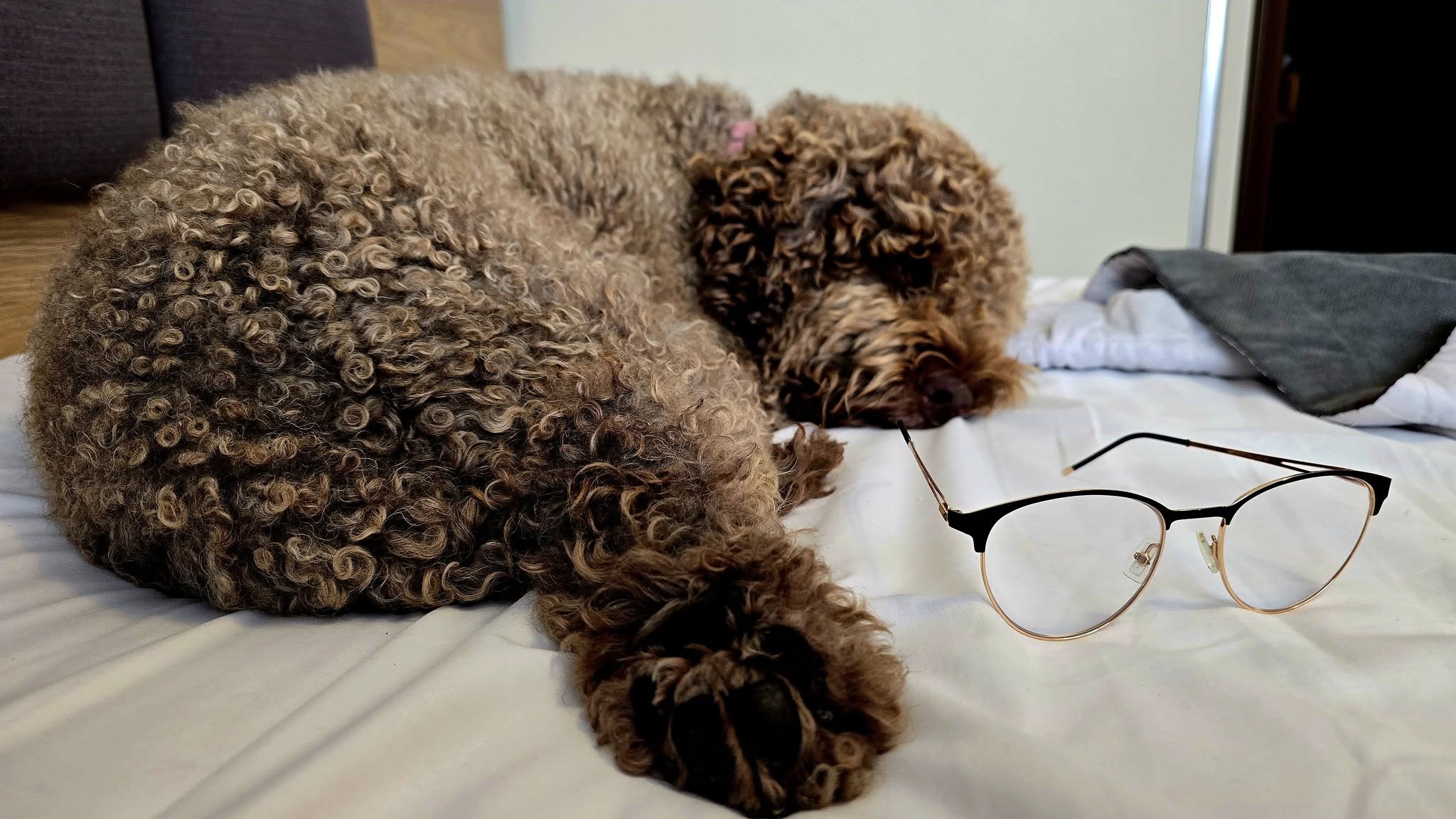 Lagotto Romagnolo 14