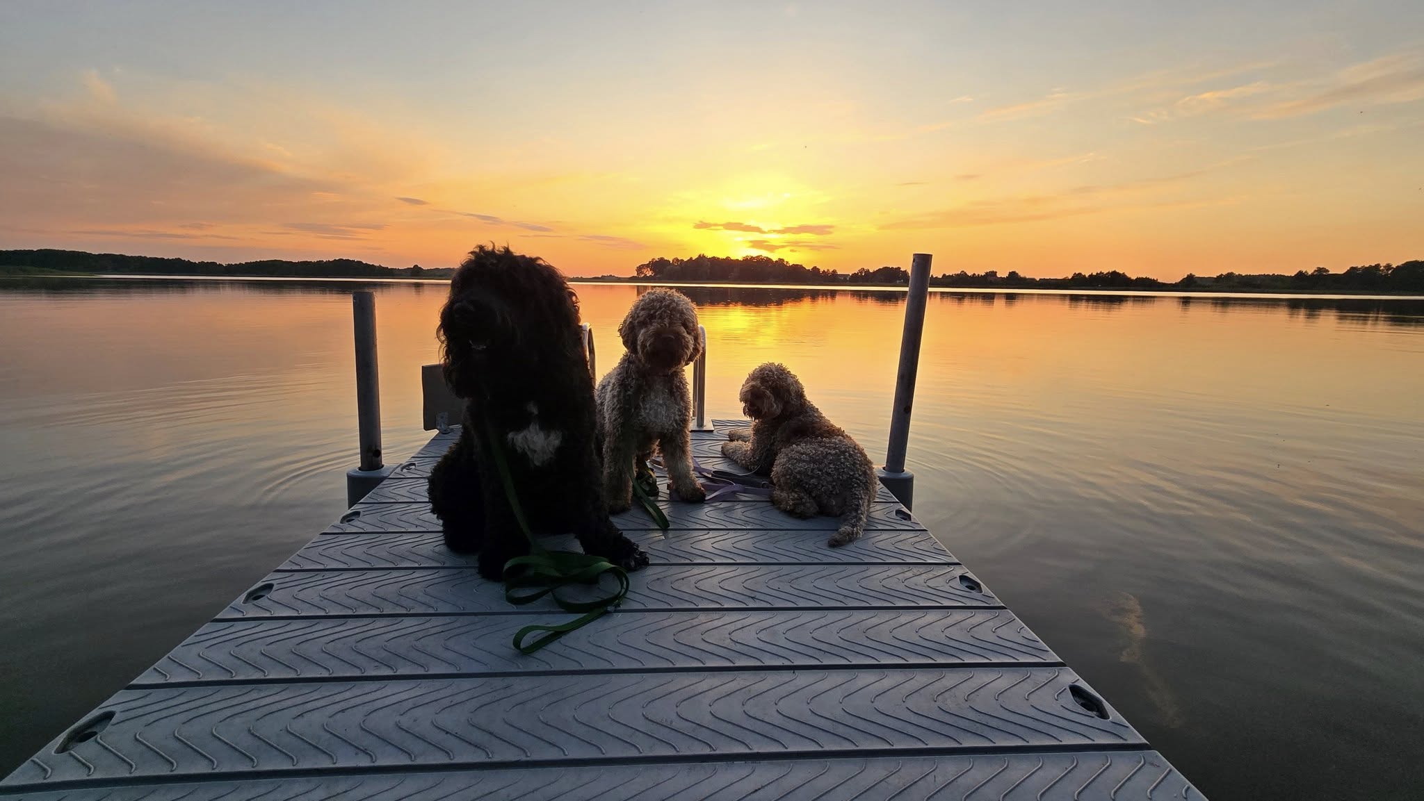 Lagotto Romagnolo 18